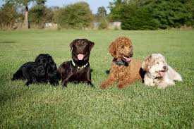 Cancer Detecting Dogs